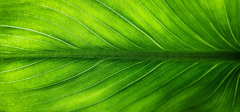 Eco-Friendly Lodges