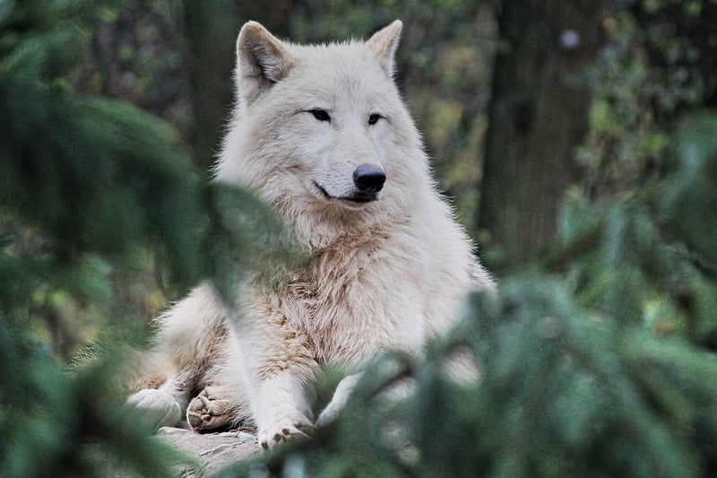 Arctic Wolf