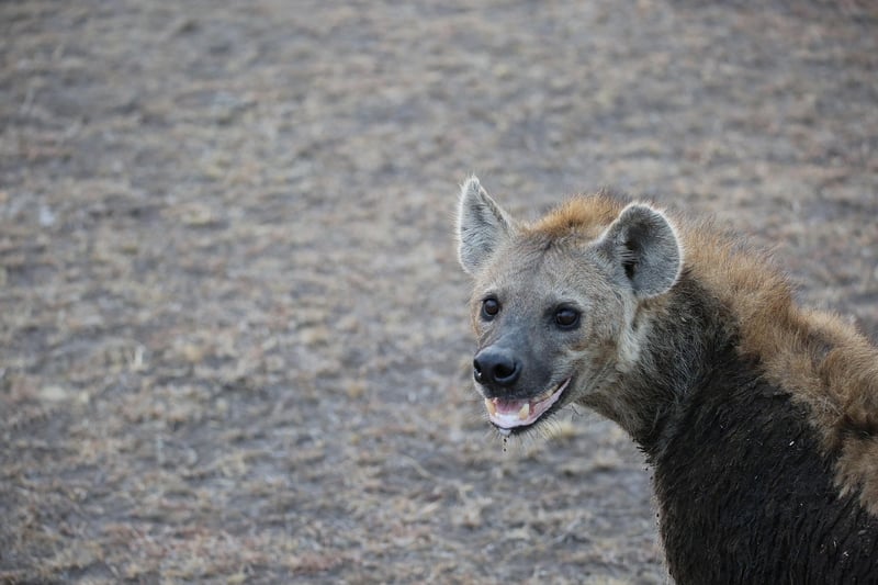 Mahali Mzuri, Maasai Mara