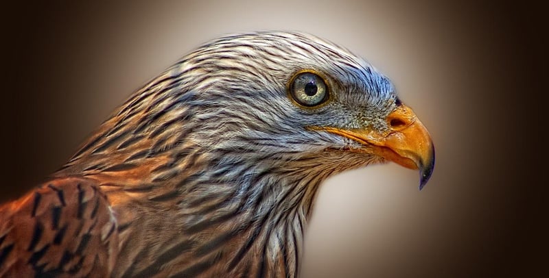 Bird of Prey